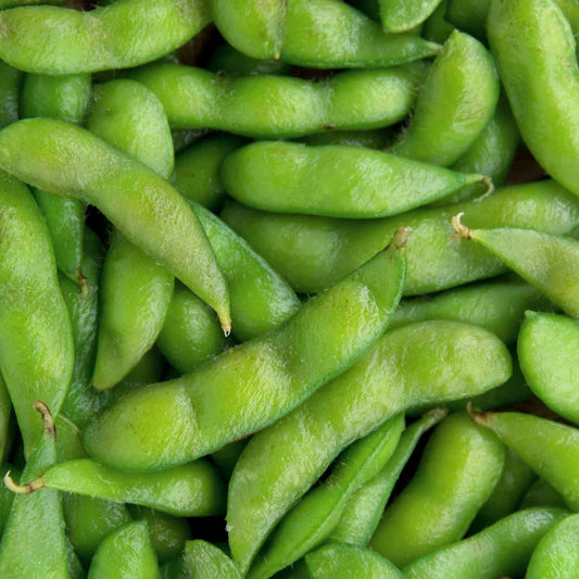 Sojabohnen-Edamame: Chiba Green Bio-Saatgut