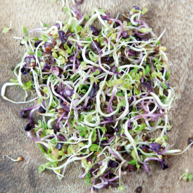 400ml Sprouting Jar with Metal Mesh Lid & Organic Spicy Salad Mix Seeds