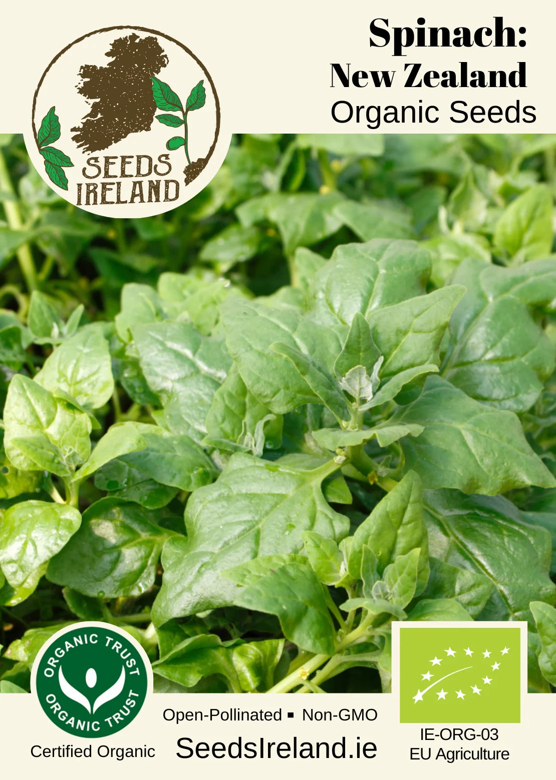 Spinach: New Zealand Organic Seed