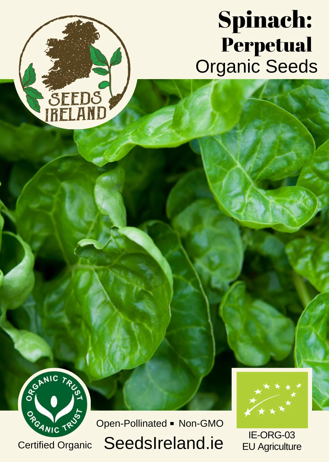 Spinach: Perpetual Organic Seed