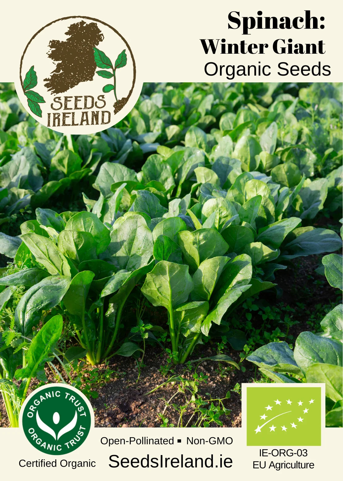 Spinach: Winter Giant Organic Seed