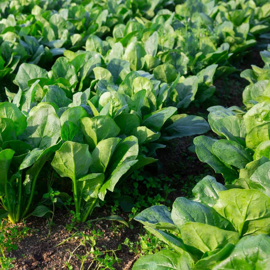 Spinach Winter Giant