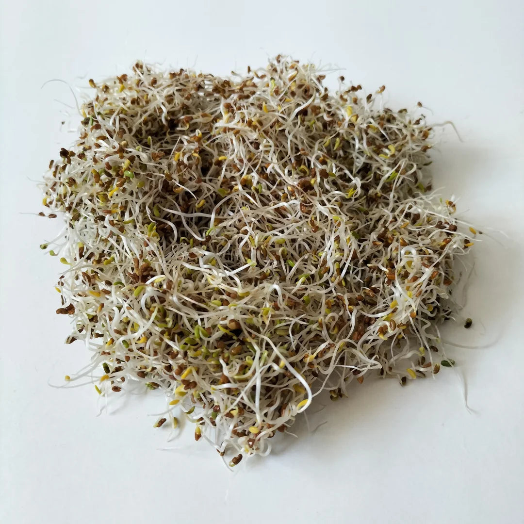 Alfalfa Organic Sprouting Seed