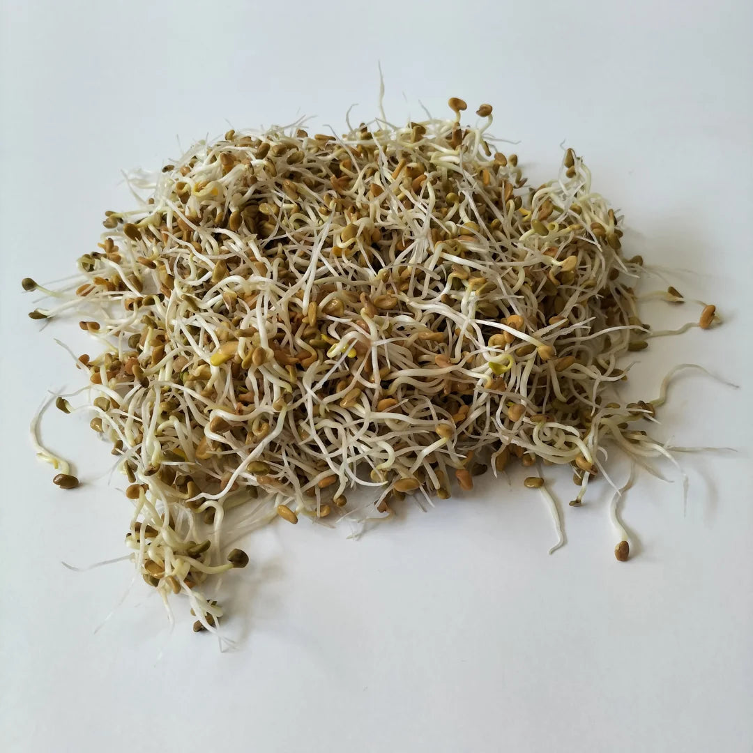 Fenugreek Organic Sprouting Seed