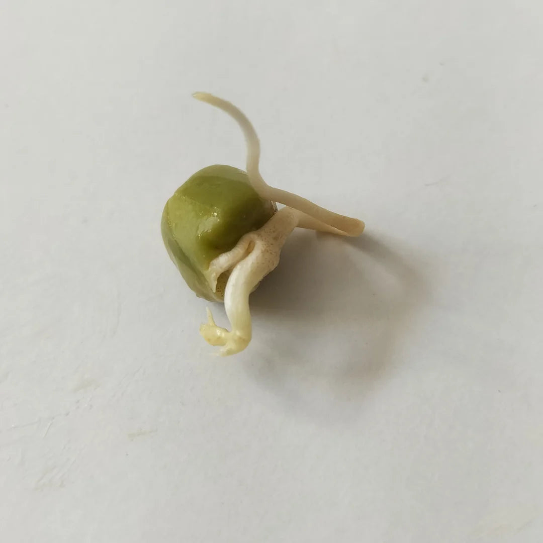 Green Pea Organic Sprouting Seed