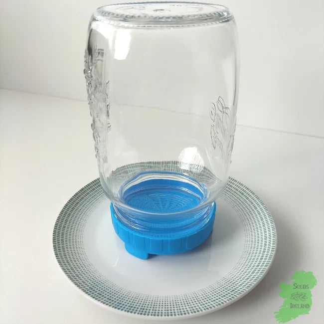Sprouting jar with blue lid