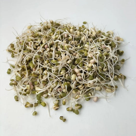 Mung Bean Organic Sprouting Seed