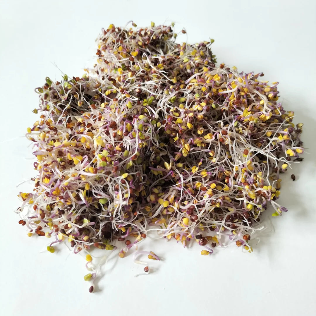 Red Cabbage Organic Sprouting Seed