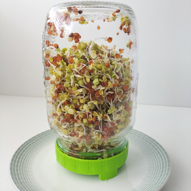 1000ml Sprouting Jar With Food Safe Plastic Strainer Lid/Stand – Seeds ...