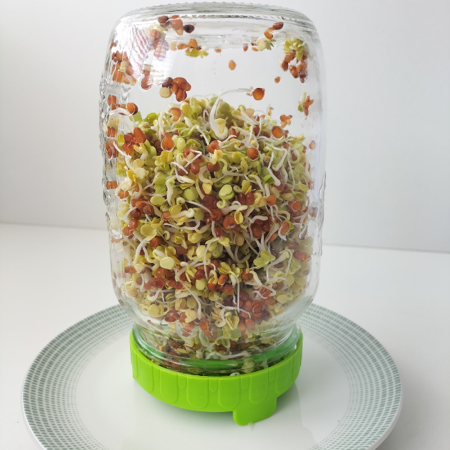 1000ml Sprouting Jar With Food Safe Straining Lid