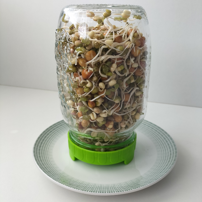 Sprouting Kit For Beginners | Sprouting Starter Kit | Seeds Ireland