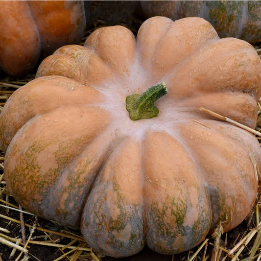 Squash Musquee de Provence