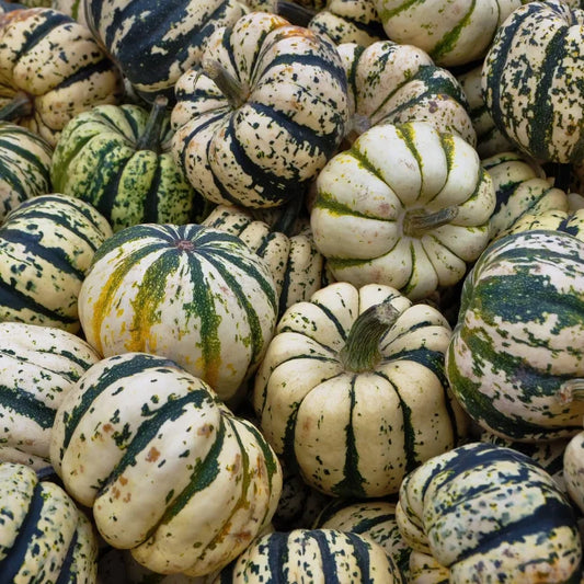 Squash Sweet Dumpling