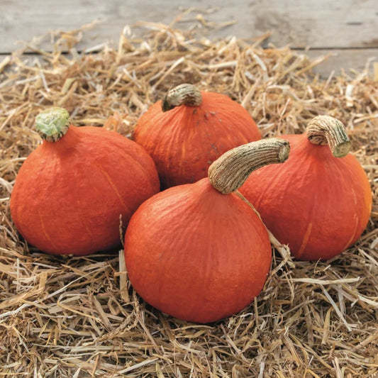 Squash: Uchiki Kuri Organic Seed