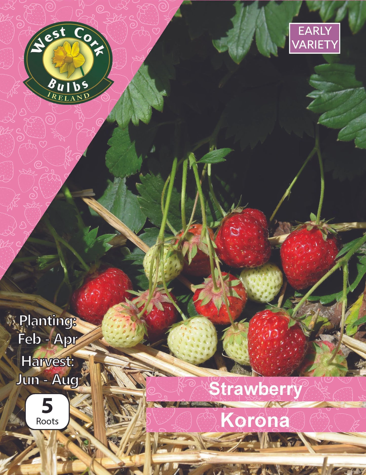 Strawberry Roots: Korona (This product & any other product bought along with it will be delivered to you in late February 2025)