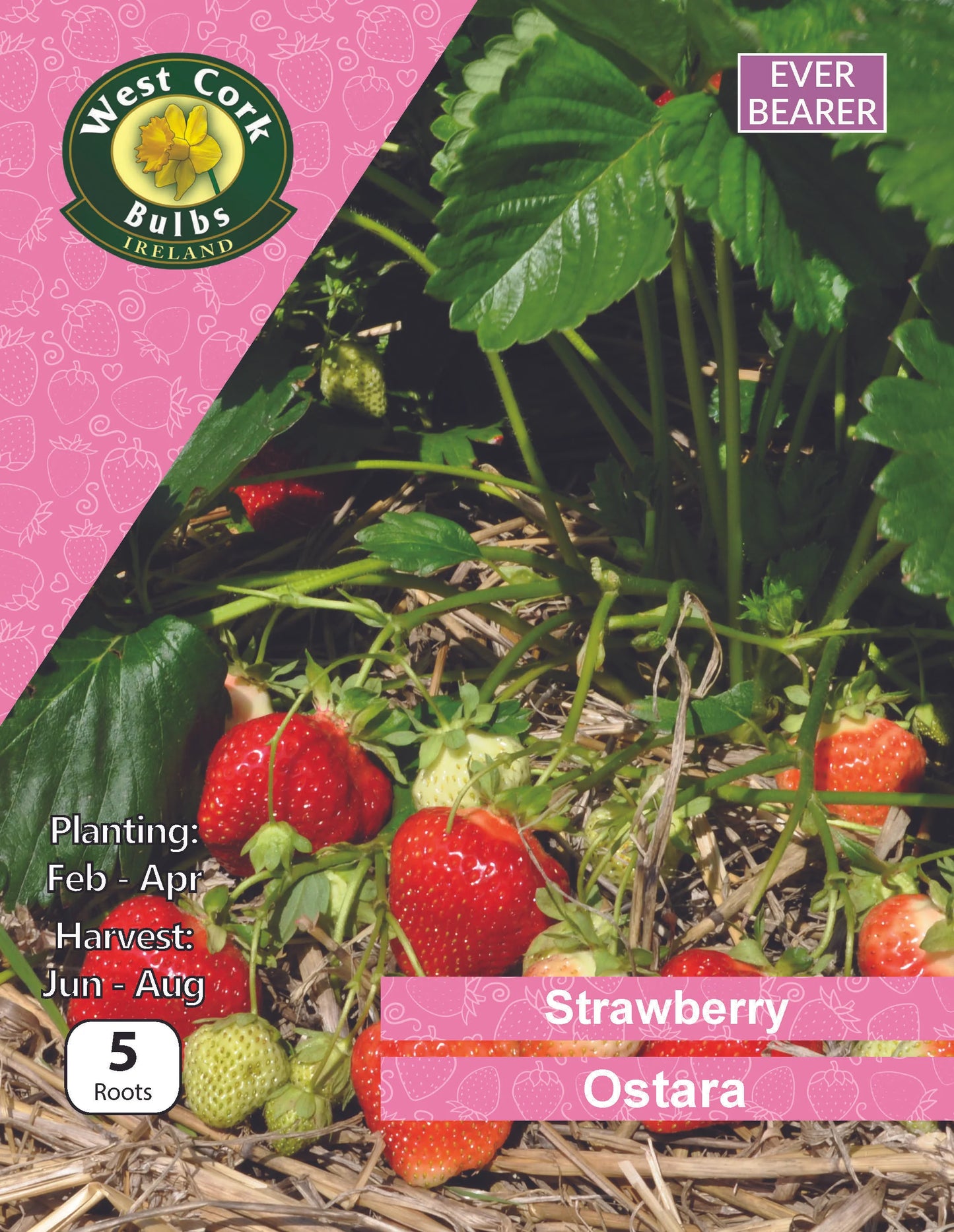 Strawberry Roots: Ostara (This product & any other product bought along with it will be delivered to you in late February 2025)