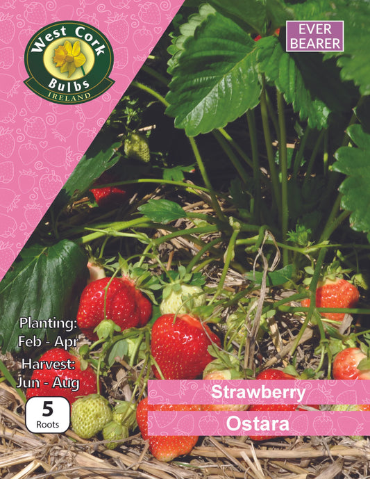 Strawberry Roots: Ostara