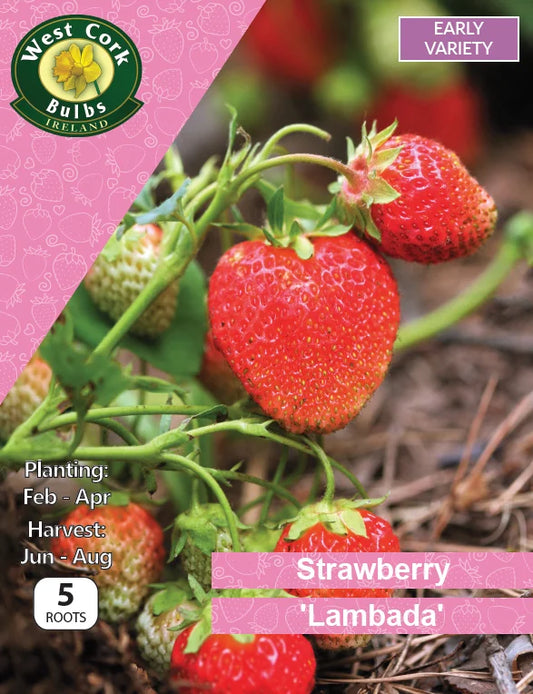 Strawberry Roots: Lambada