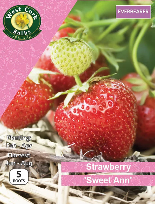 Strawberry Roots: Sweet Ann