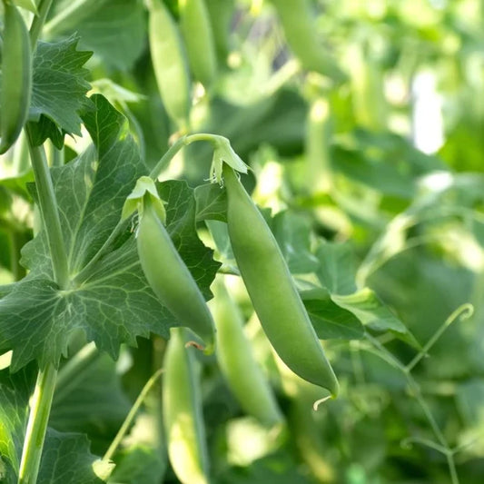 Sugar Snap Pea: Nairobi Organic Seed