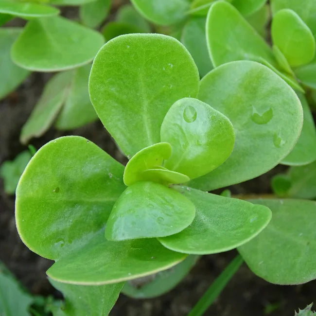 Summer Purslane