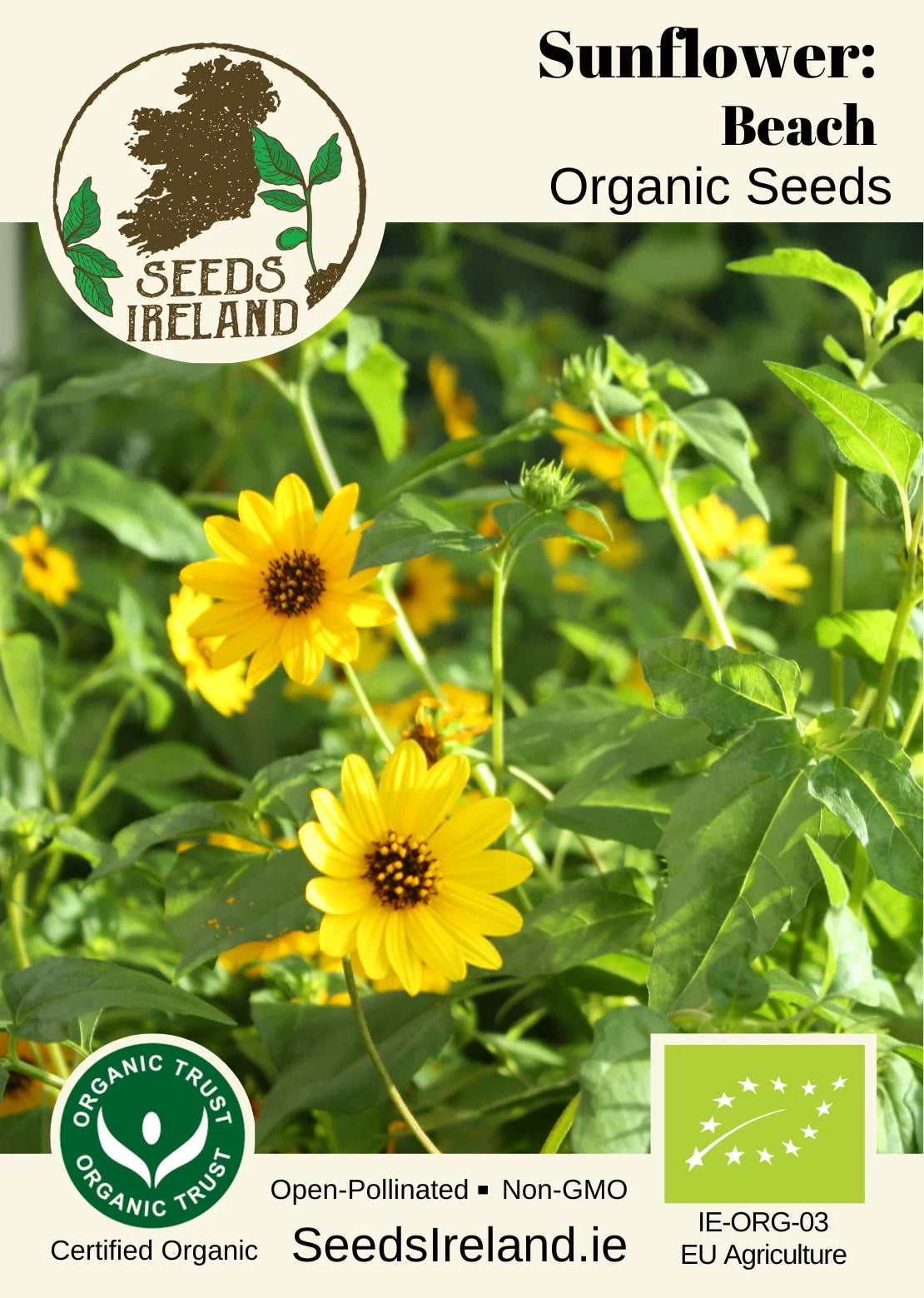 Sunflower: Beach Organic Seed