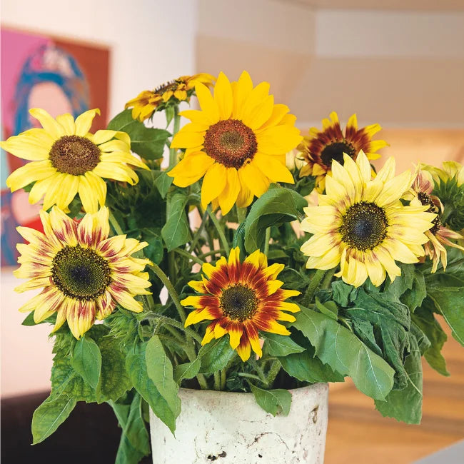 Sunflower: Dwarf Spray Mix Organic Seed