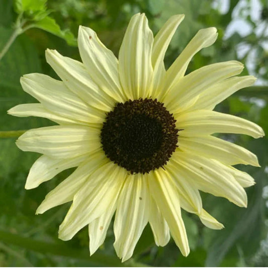 Sunflower Italian White