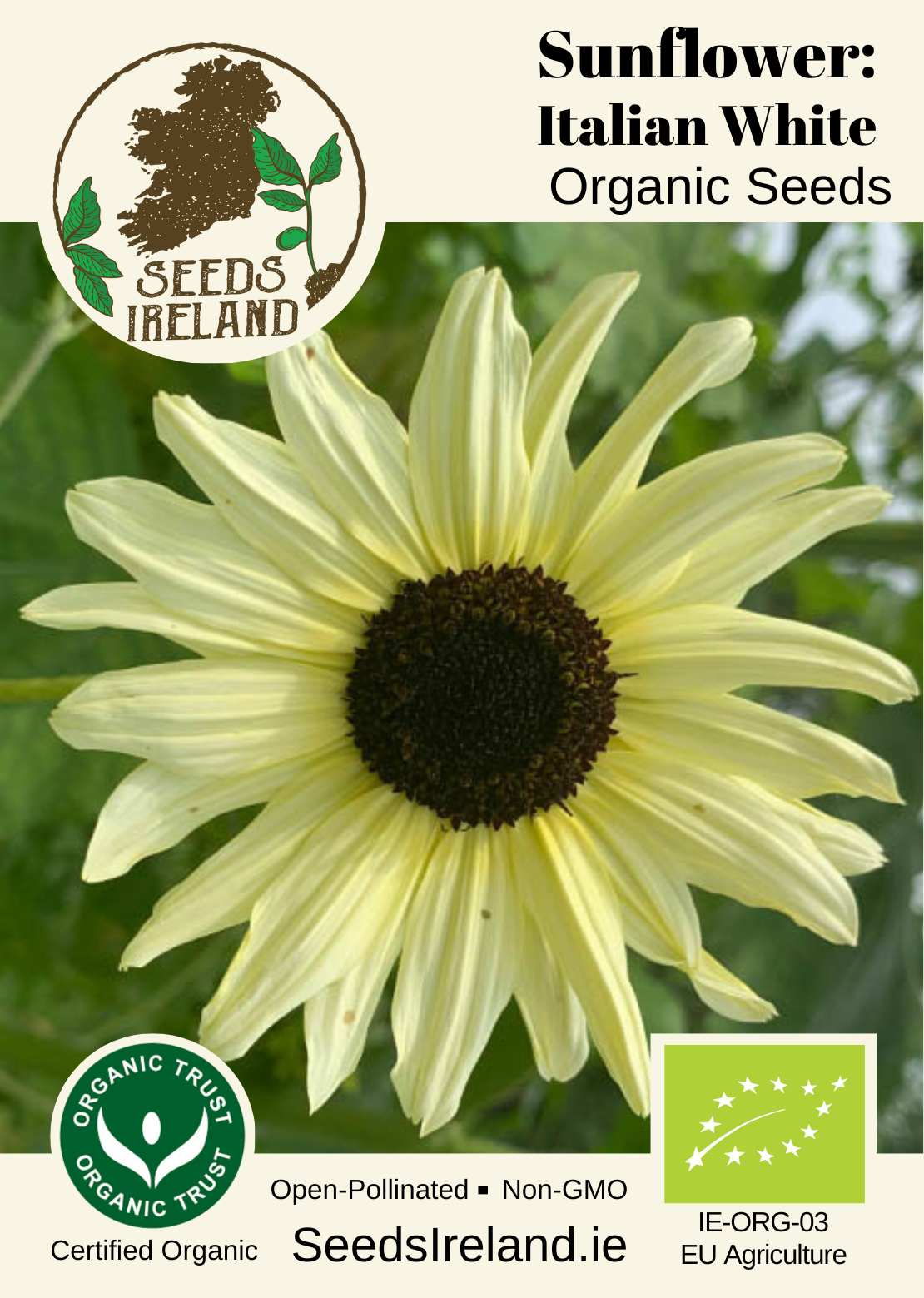 Sunflower: Italian White Organic Seed