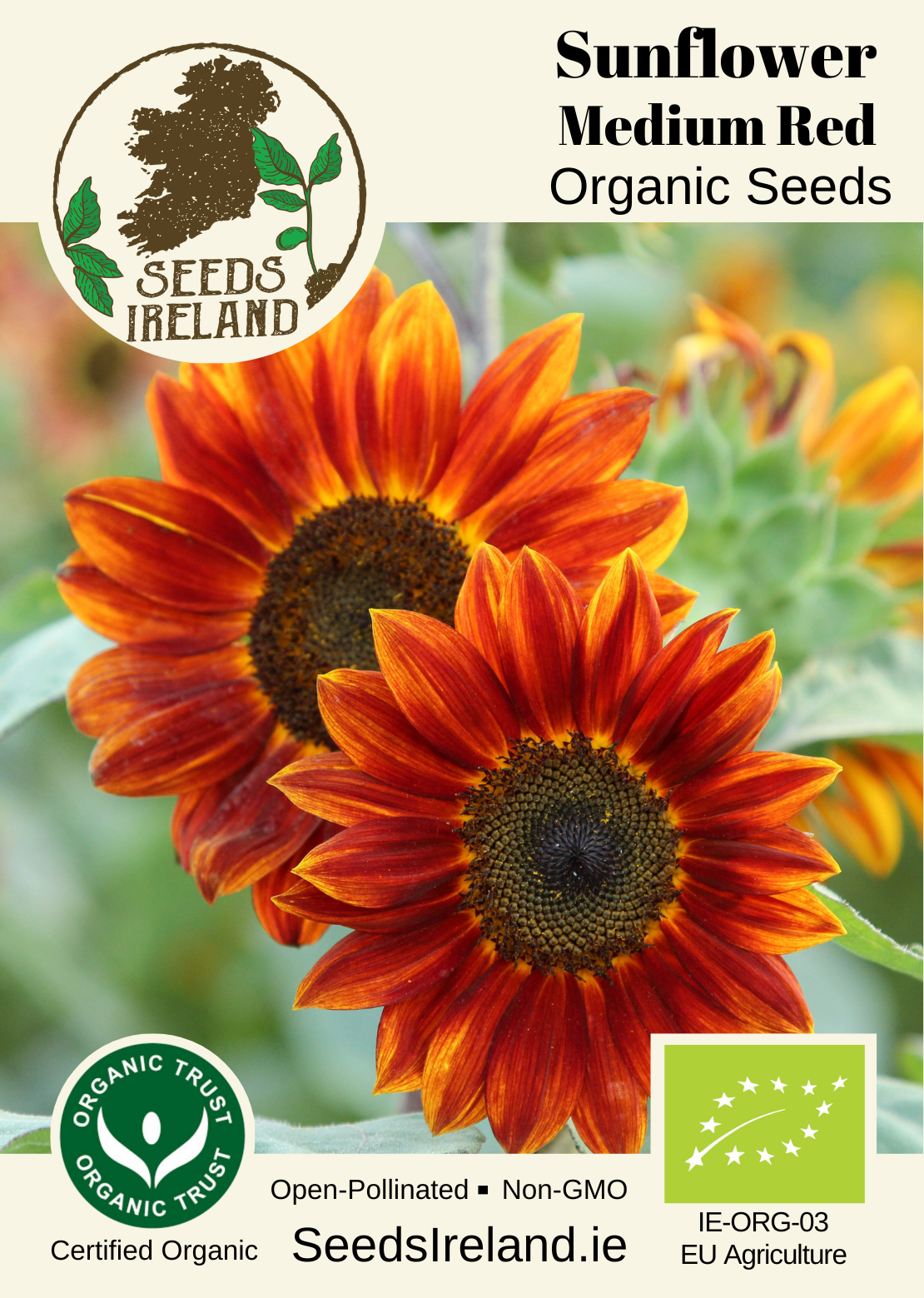 Sunflower: Medium Red Organic Seed