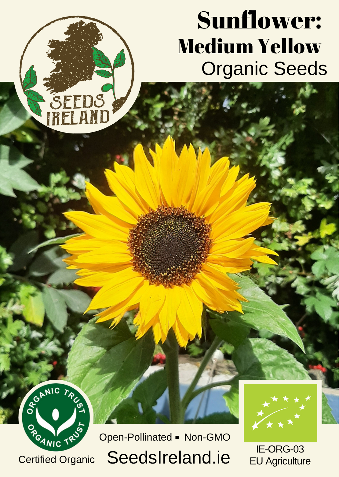 Sunflower: Medium Yellow Organic Seed