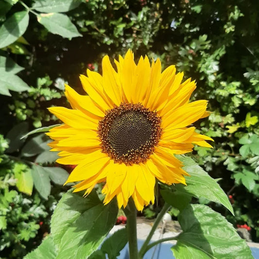 Sunflower Medium Yellow
