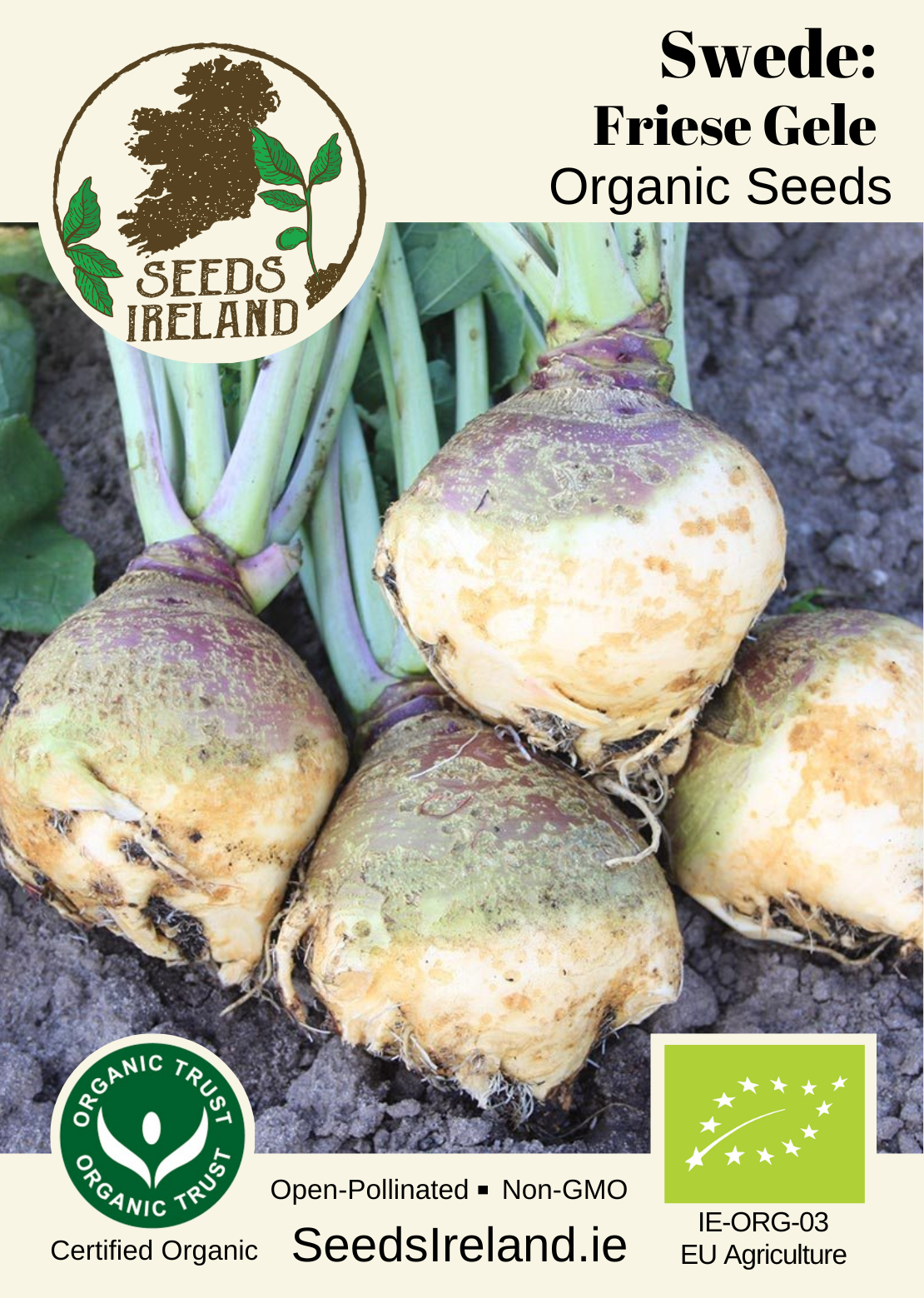 Swede: Friese Gele Organic Seed