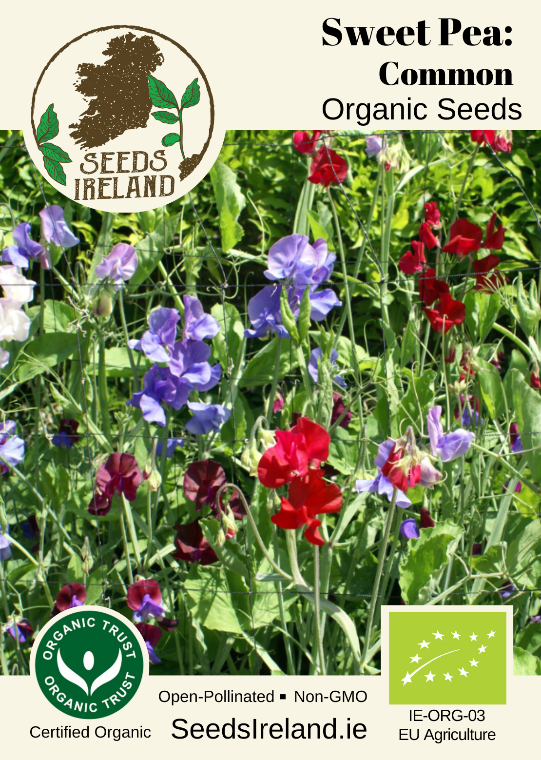 Sweet Pea: Common Organic Seed