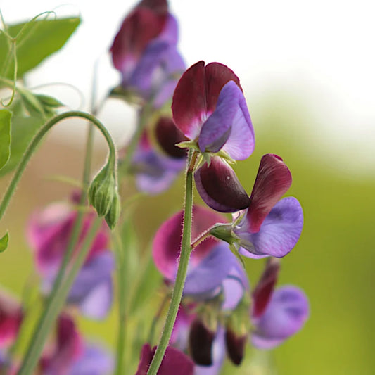 Sweet Pea Wild Italian