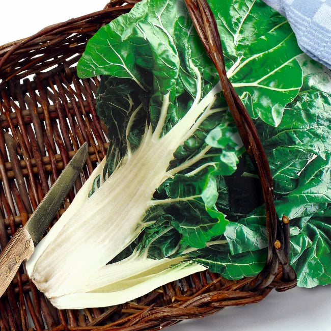 Swiss Chard: White Silver 2 Organic Seed