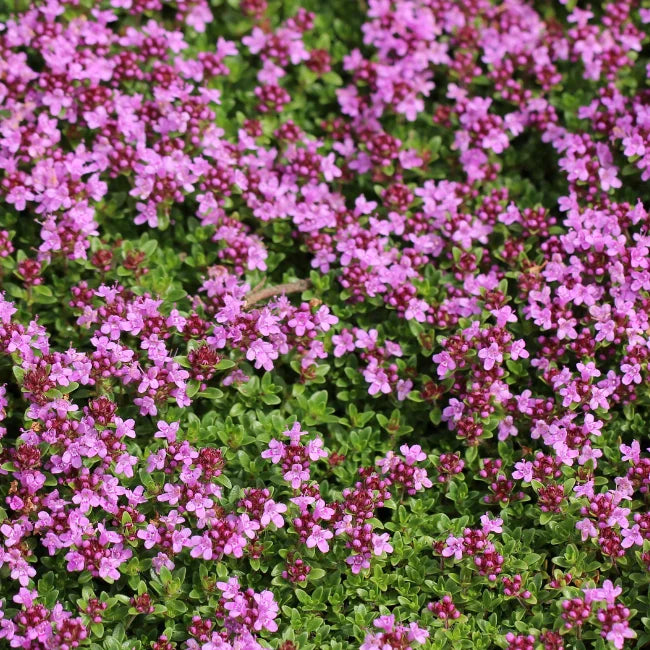 Creeping Thyme Organic Seed