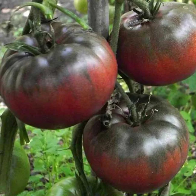 Tomato Black From Tula