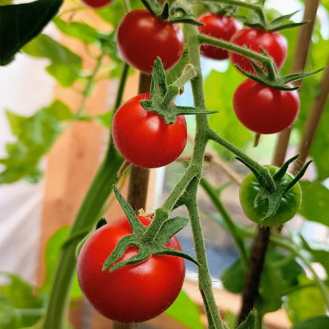 Cherry Tomato: Cerise Organic Seed