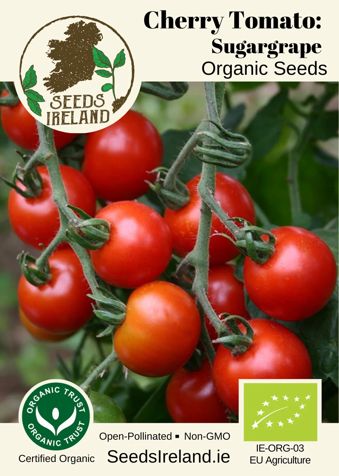Cherry Tomato: Sugar Grape Organic Seed