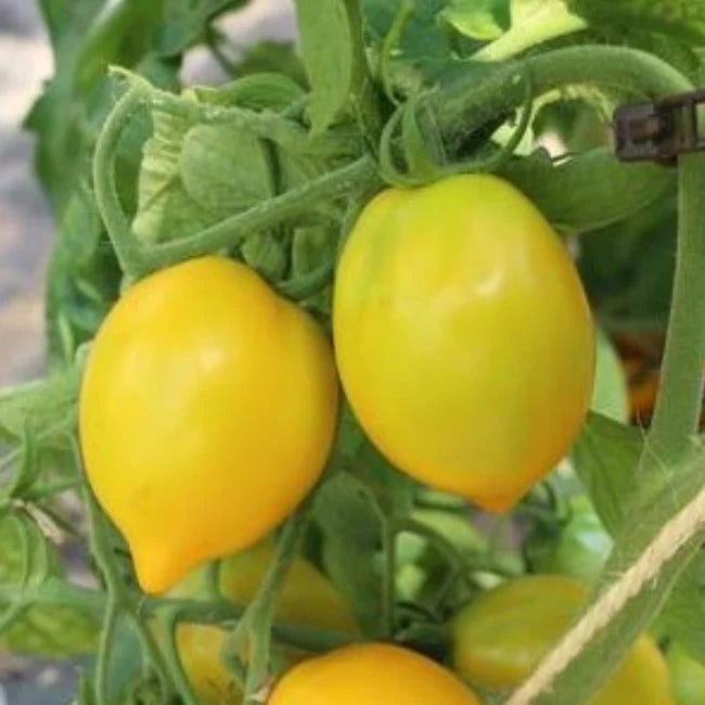 Tomato Citrina