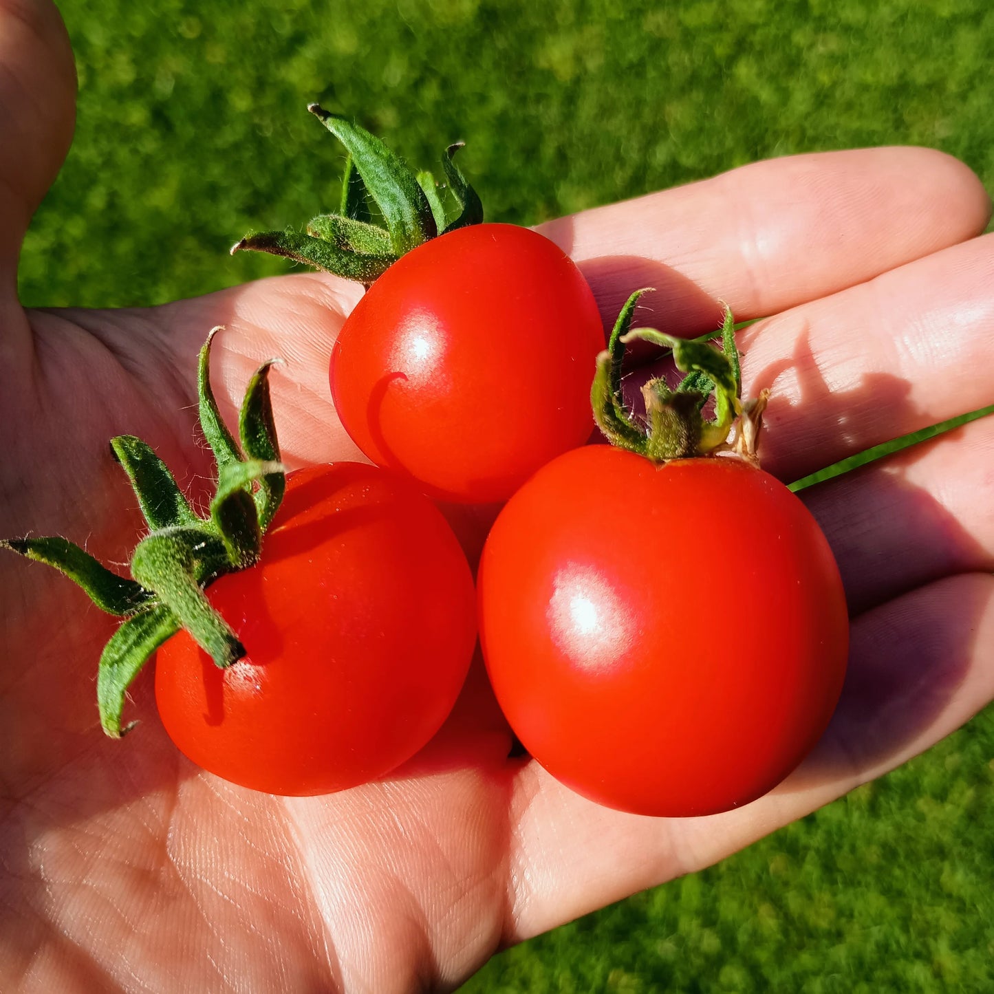 Tomato: Matina Organic Seed