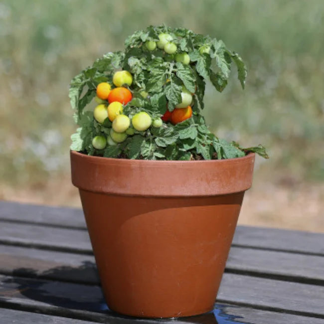 Dwarf Cherry Tomato: Red Robin Organic Seed