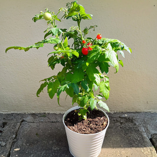 Dwarf Cherry Tomato: Red Robin Organic Seed