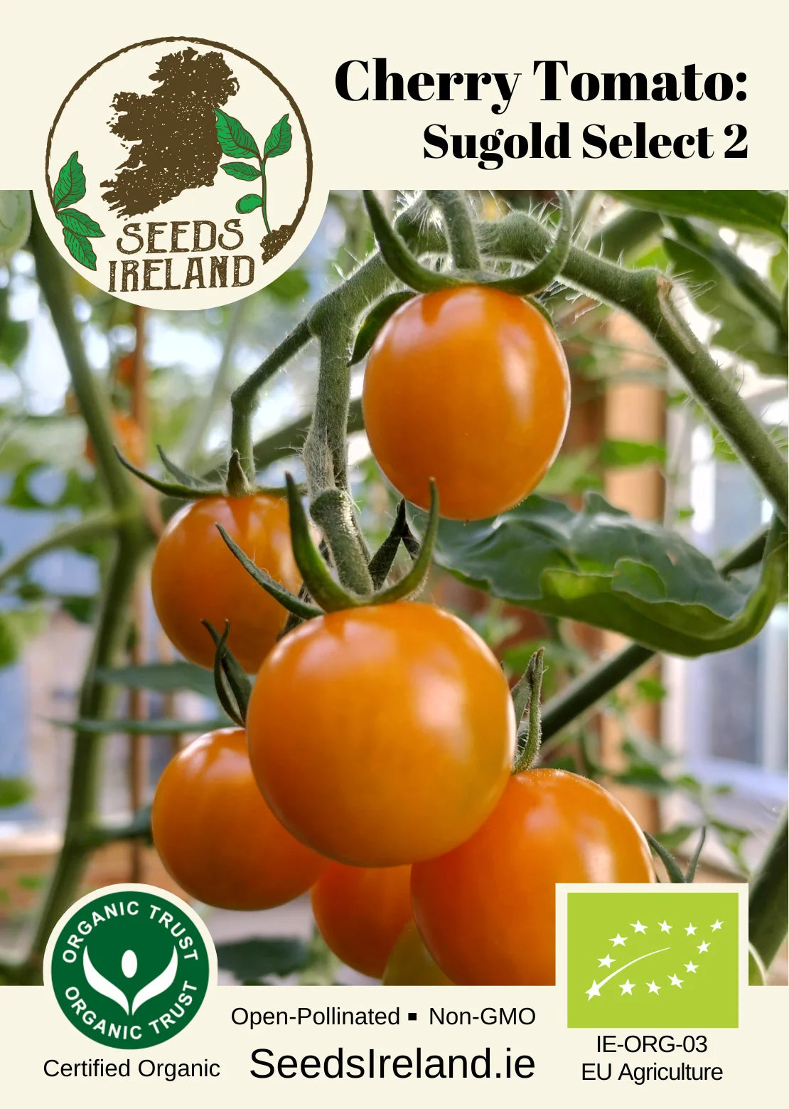 Cherry Tomato: Sungold Select II Seed