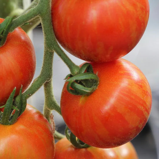 Tomato Tigerella