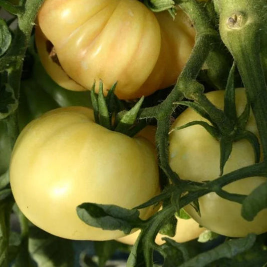 Tomato White Beauty