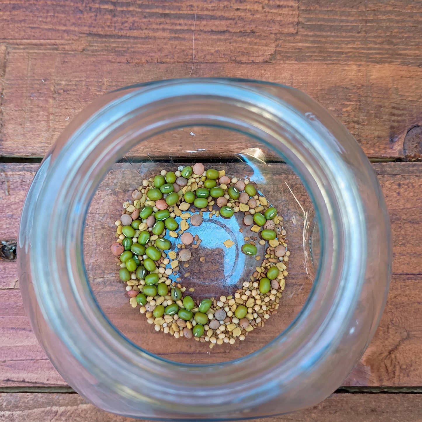 400ml Sprouting Jar with Metal Mesh Lid & Organic Salad Mix Seeds