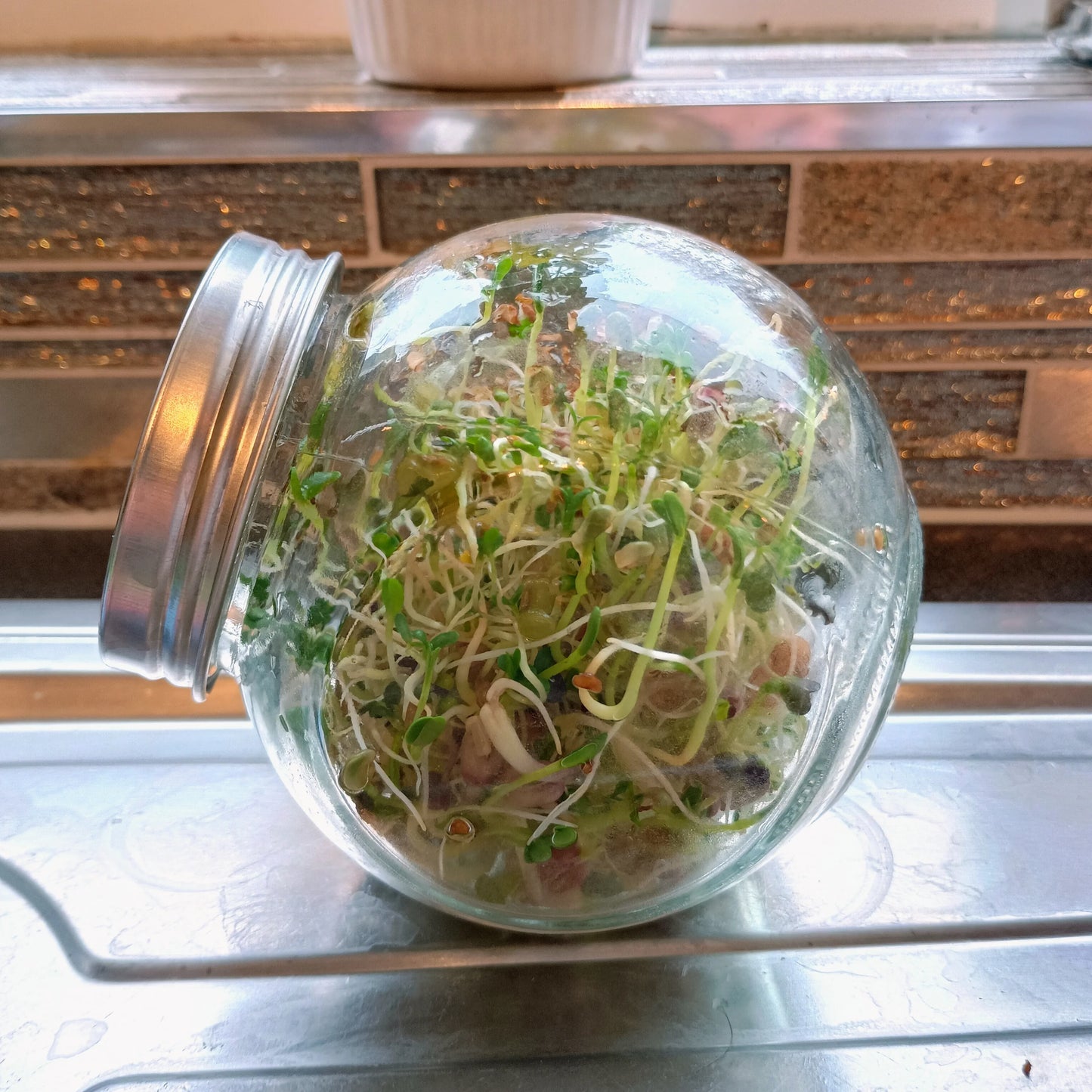 400ml Sprouting Jar with Metal Mesh Lid & Organic Salad Mix Seeds