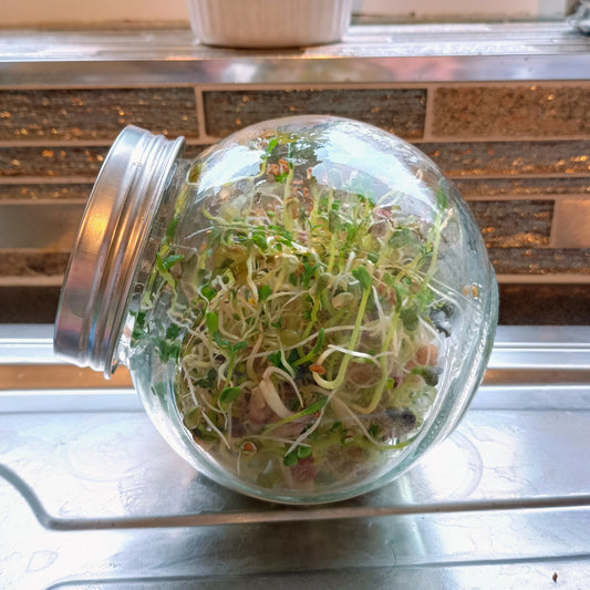 400ml Sprouting Jar with Metal Mesh Lid & Organic Salad Mix Seeds